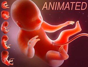 Human embryo development animation 3D model
