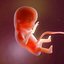 Human embryo development animation 3D model