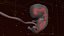 Human embryo development animation 3D model