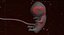 Human embryo development animation 3D model