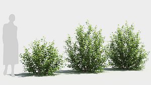 Betula pumila tree 3D model