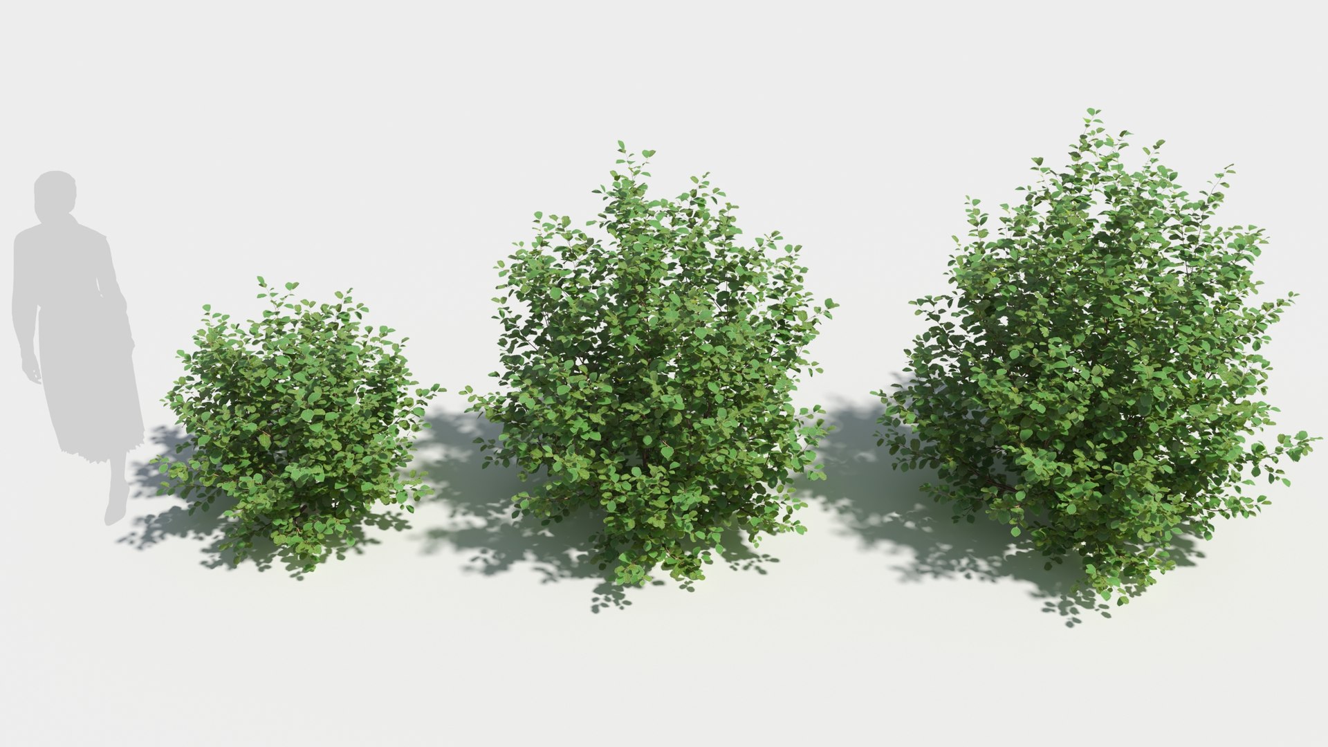 Betula Pumila Tree 3D Model - TurboSquid 2057953