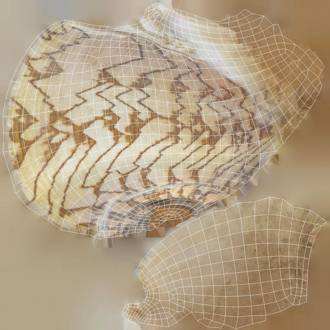 3D seashell noble volute cymbiola https://p.turbosquid.com/ts-thumb/AK/dg2HNB/A7zusRLn/seashell26noblevolute_uv1/jpg/1498210846/1920x1080/fit_q87/6466003838c9ef9de2344077aa931c76d59ee1ec/seashell26noblevolute_uv1.jpg
