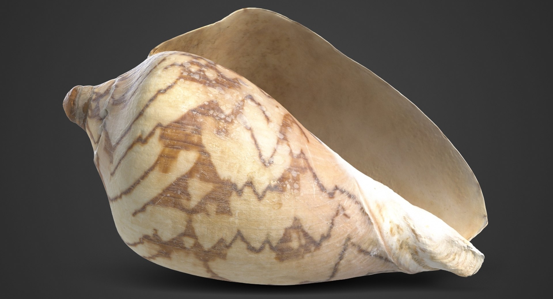 3D seashell noble volute cymbiola https://p.turbosquid.com/ts-thumb/AK/dg2HNB/FQfZgL8r/1_beauty_seashell26noblevolute_camera001_001_dark/jpg/1498210732/1920x1080/fit_q87/c8c290170d4a88e6864aa9293536646ea72db1ec/1_beauty_seashell26noblevolute_camera001_001_dark.jpg
