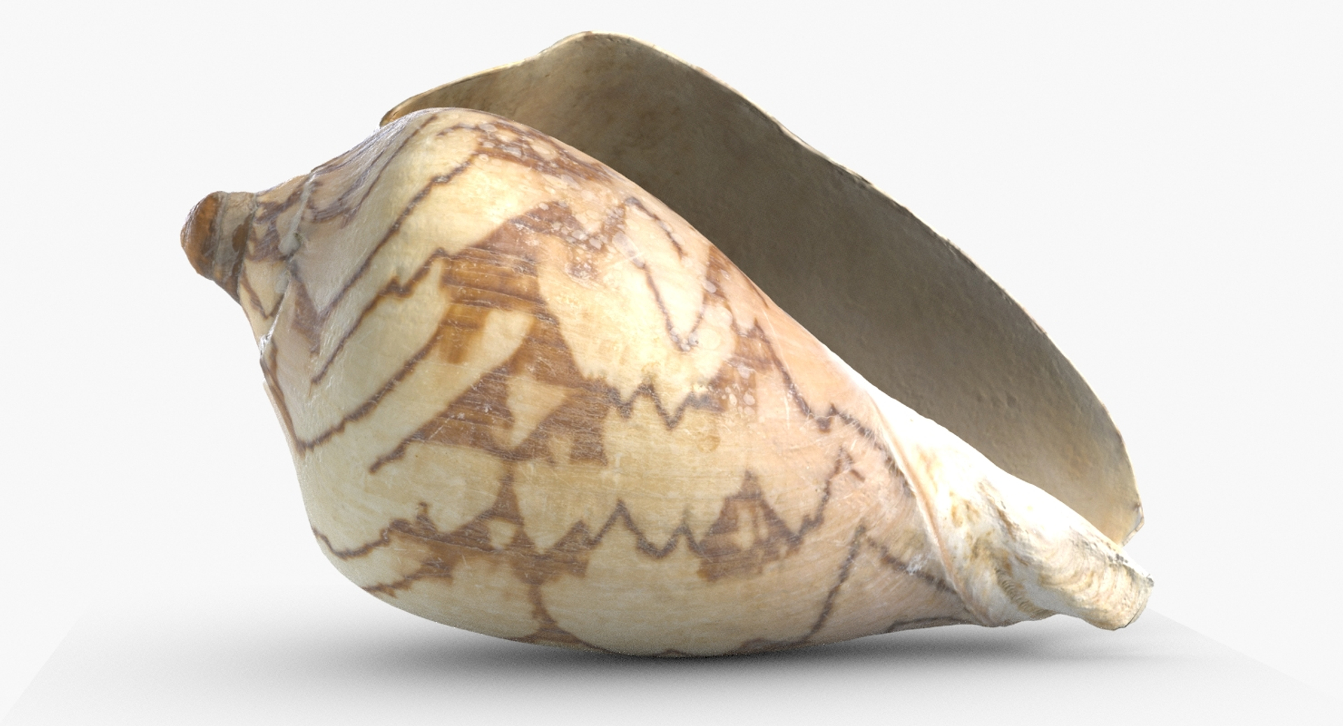 3D seashell noble volute cymbiola https://p.turbosquid.com/ts-thumb/AK/dg2HNB/bU6hPzG8/seashell26noblevolute/jpg/1498212594/1920x1080/turn_fit_q99/4a6861bed97a07ec0d1bad1c94e0c18cd604ee9b/seashell26noblevolute-1.jpg