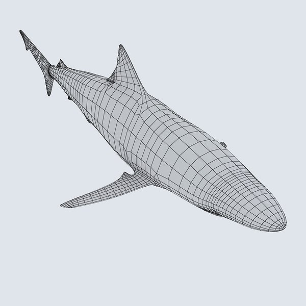 bronze whaler shark 3d model