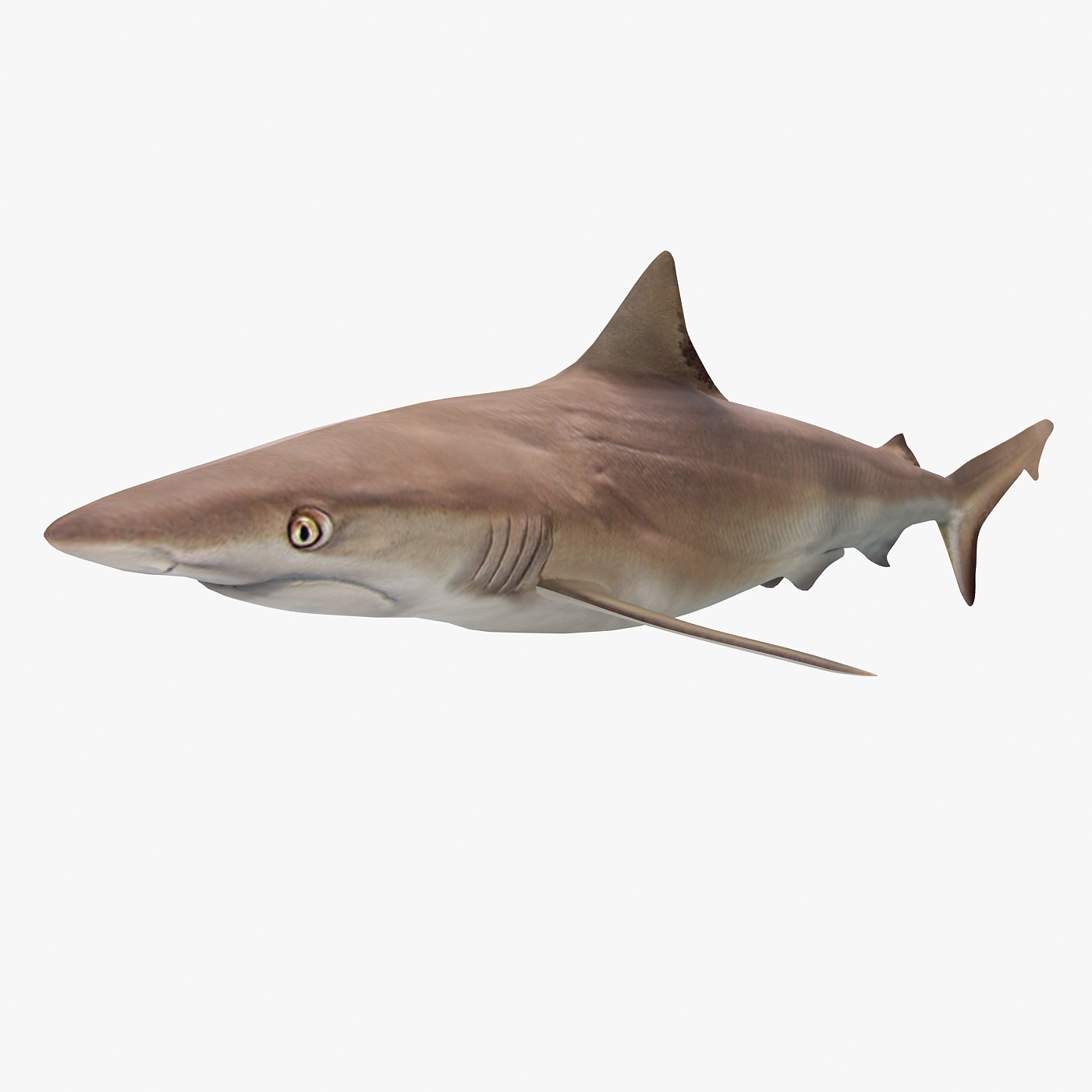 bronze whaler shark 3d model