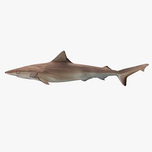Bronze Whaler Shark