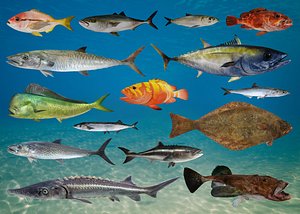 Ocean Commercial Fish Collection Animated V2