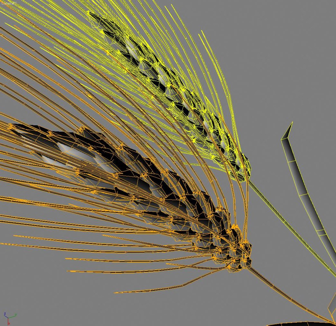 wheat ears 3d model https://p.turbosquid.com/ts-thumb/AK/t1xjga/2Lq4IRqx/wheat.05/jpg/1253712802/1920x1080/fit_q87/02c520068136f10659a504a38f892ef9cf8254dd/wheat.05.jpg