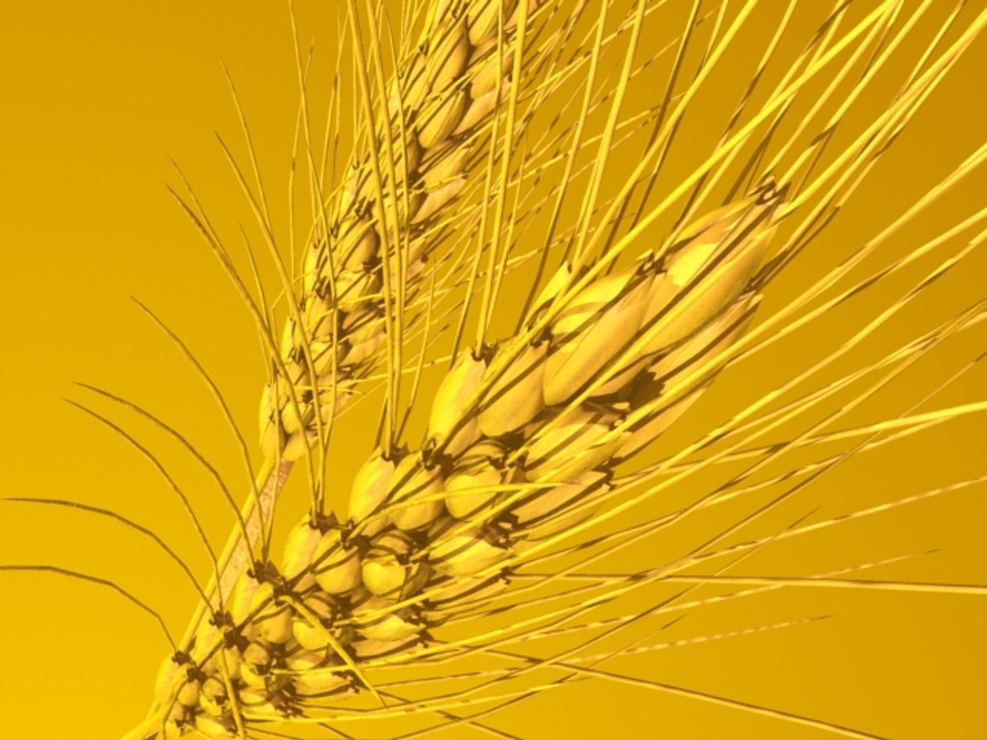 wheat ears 3d model https://p.turbosquid.com/ts-thumb/AK/t1xjga/4czcWOp1/wheatears6/jpg/1164647505/1920x1080/fit_q87/b76f997ca101ed415f6ee5ce24008f94b18f1d14/wheatears6.jpg