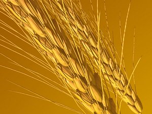 wheat ears 3d model