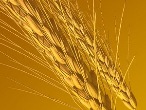 Wheat