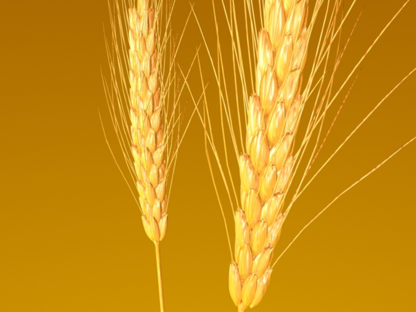 wheat ears 3d model https://p.turbosquid.com/ts-thumb/AK/t1xjga/KT7z6V3v/wheatears2/jpg/1164647447/1920x1080/fit_q87/db430c221cdede9a1573e8c59fb386480cfca5ac/wheatears2.jpg
