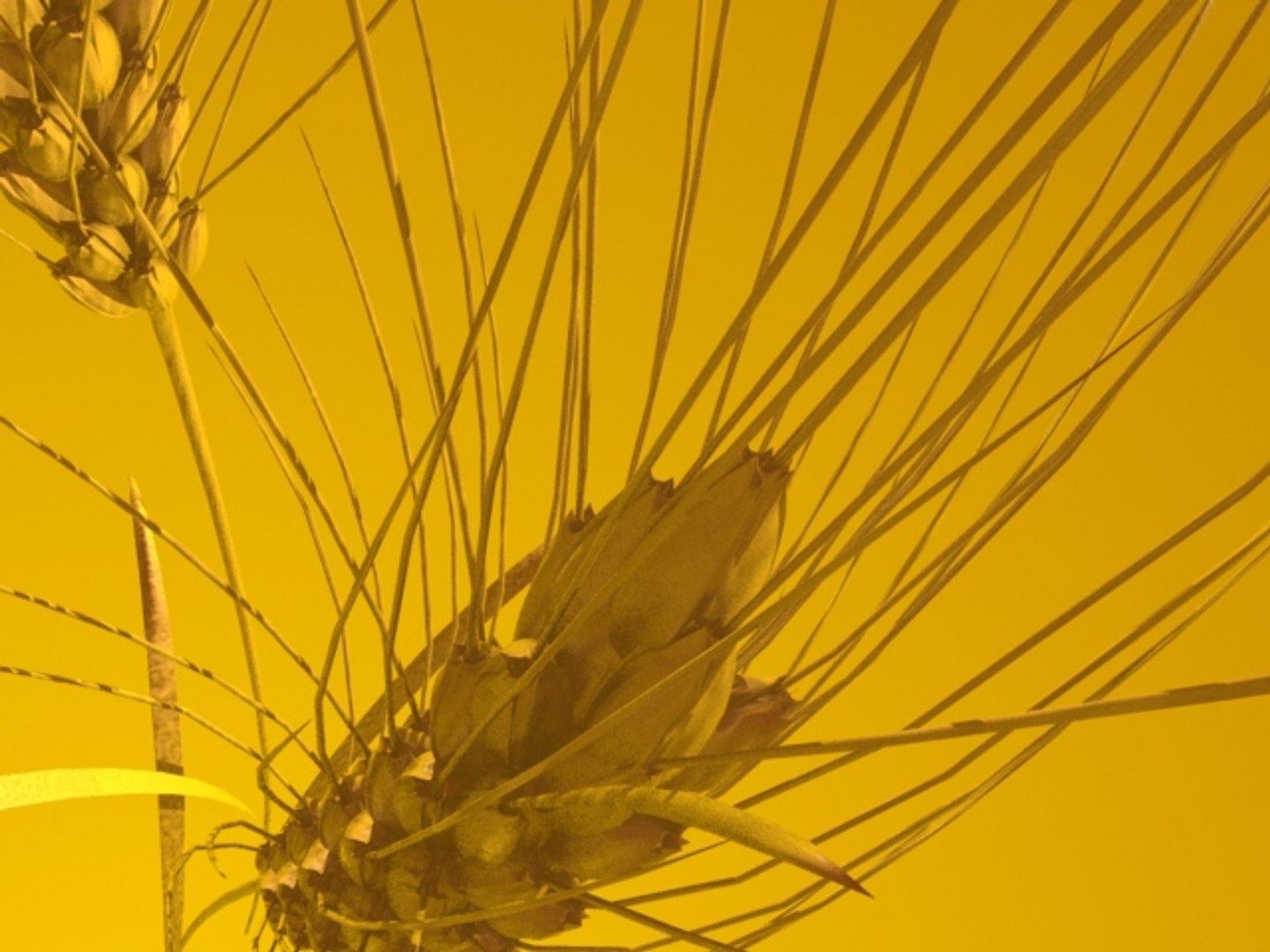 wheat ears 3d model https://p.turbosquid.com/ts-thumb/AK/t1xjga/LOU9UWbX/wheatears5/jpg/1164647465/1920x1080/fit_q87/2174edf39a72e9cafc0e8a224d17da1d4aafda80/wheatears5.jpg