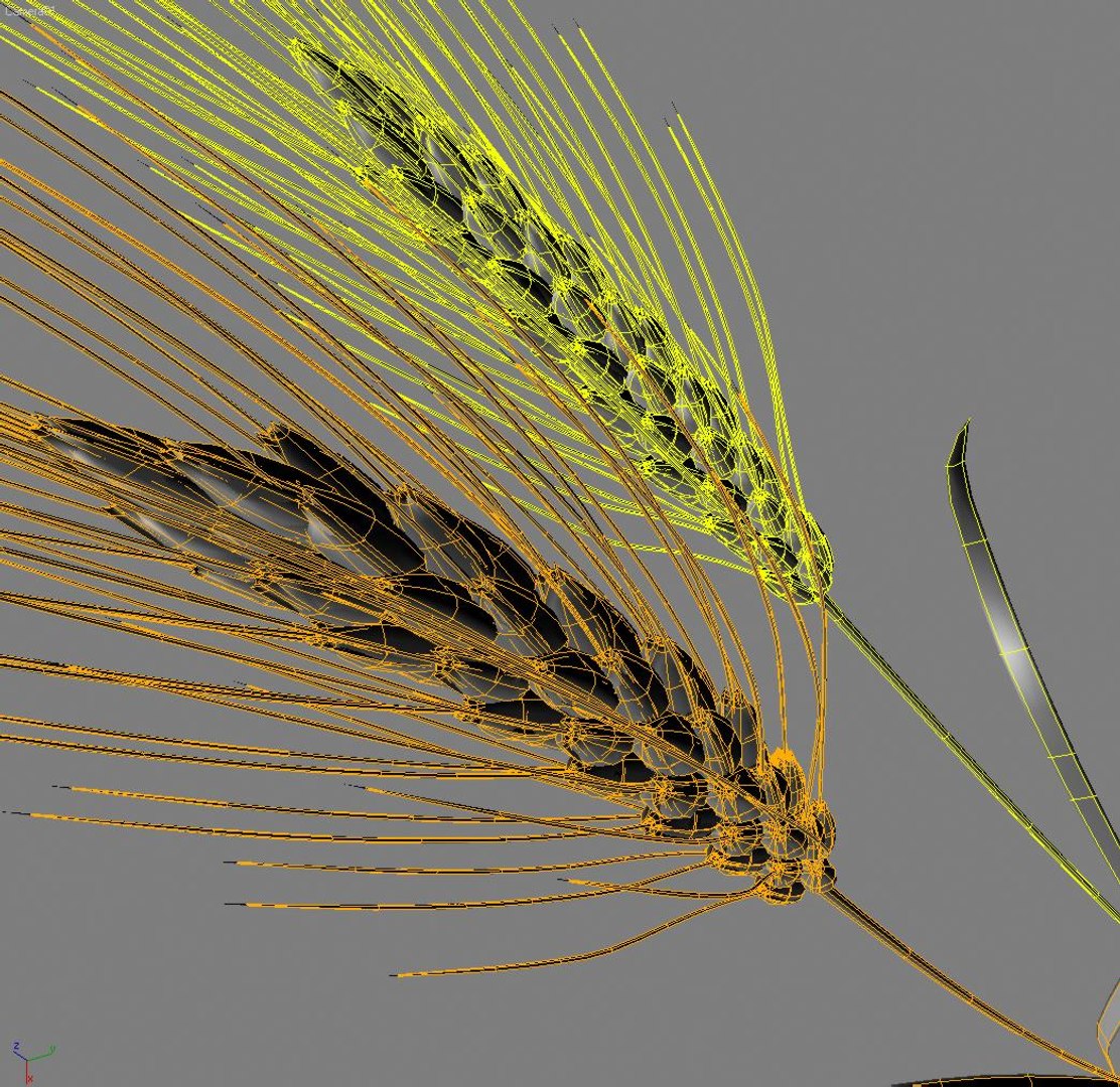 wheat ears 3d model https://p.turbosquid.com/ts-thumb/AK/t1xjga/TBHZoFUA/wheat.06/jpg/1253712828/1920x1080/fit_q87/e9406e1ff993bfee808973ecfb1278a43a777e4e/wheat.06.jpg