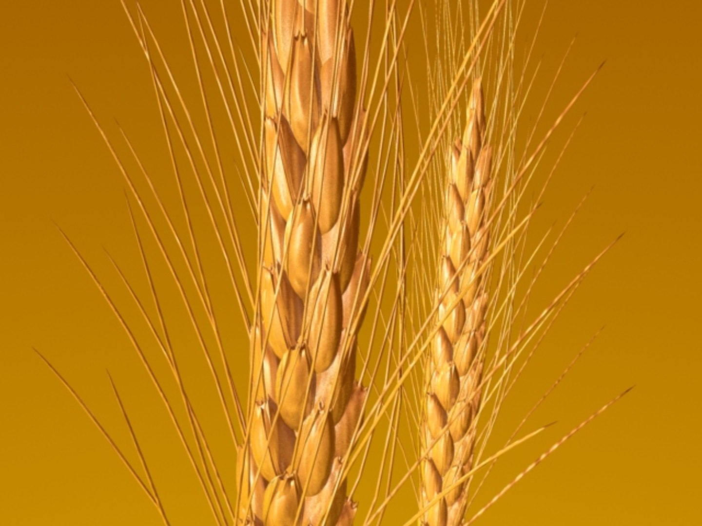 wheat ears 3d model https://p.turbosquid.com/ts-thumb/AK/t1xjga/TMB64Fyh/wheatears3/jpg/1164647453/1920x1080/fit_q87/c80daa1282a9143e63552be3e1e3df5c7aa55013/wheatears3.jpg