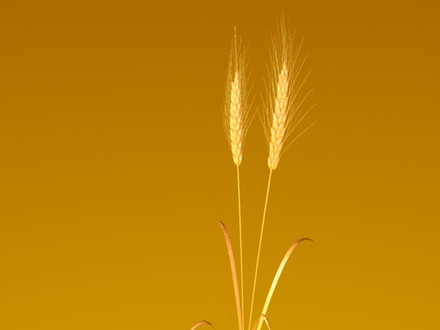 wheat ears 3d model https://p.turbosquid.com/ts-thumb/AK/t1xjga/TogEF7Ed/wheatears1/jpg/1164647434/1920x1080/fit_q87/ef08645c621579a95404a11362a52096bc304164/wheatears1.jpg
