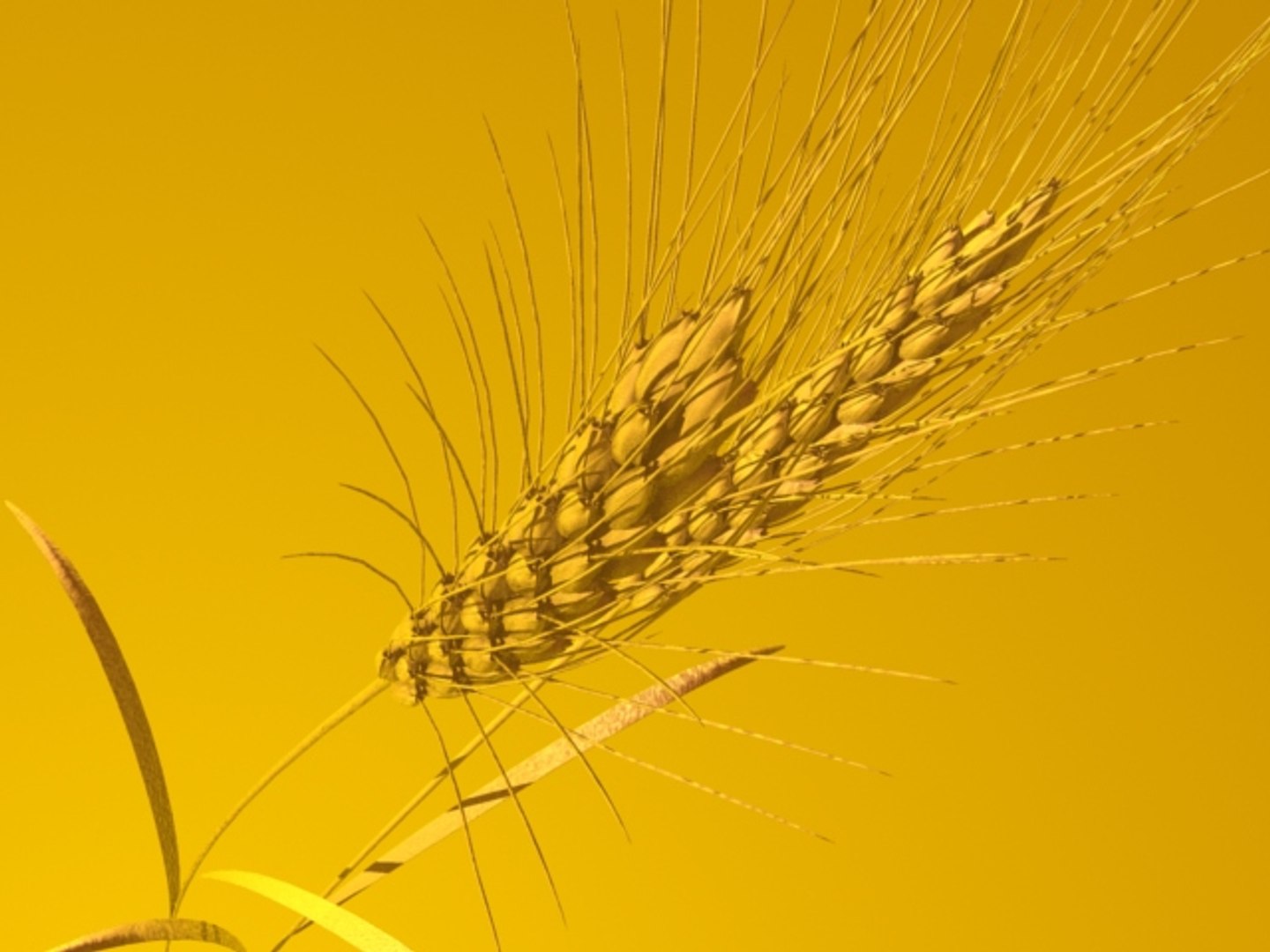 wheat ears 3d model https://p.turbosquid.com/ts-thumb/AK/t1xjga/gPz0Kt51/wheatears4/jpg/1164647458/1920x1080/fit_q87/bd44b1821b9e6afa7fa7485b0711f1a63a27a9c6/wheatears4.jpg