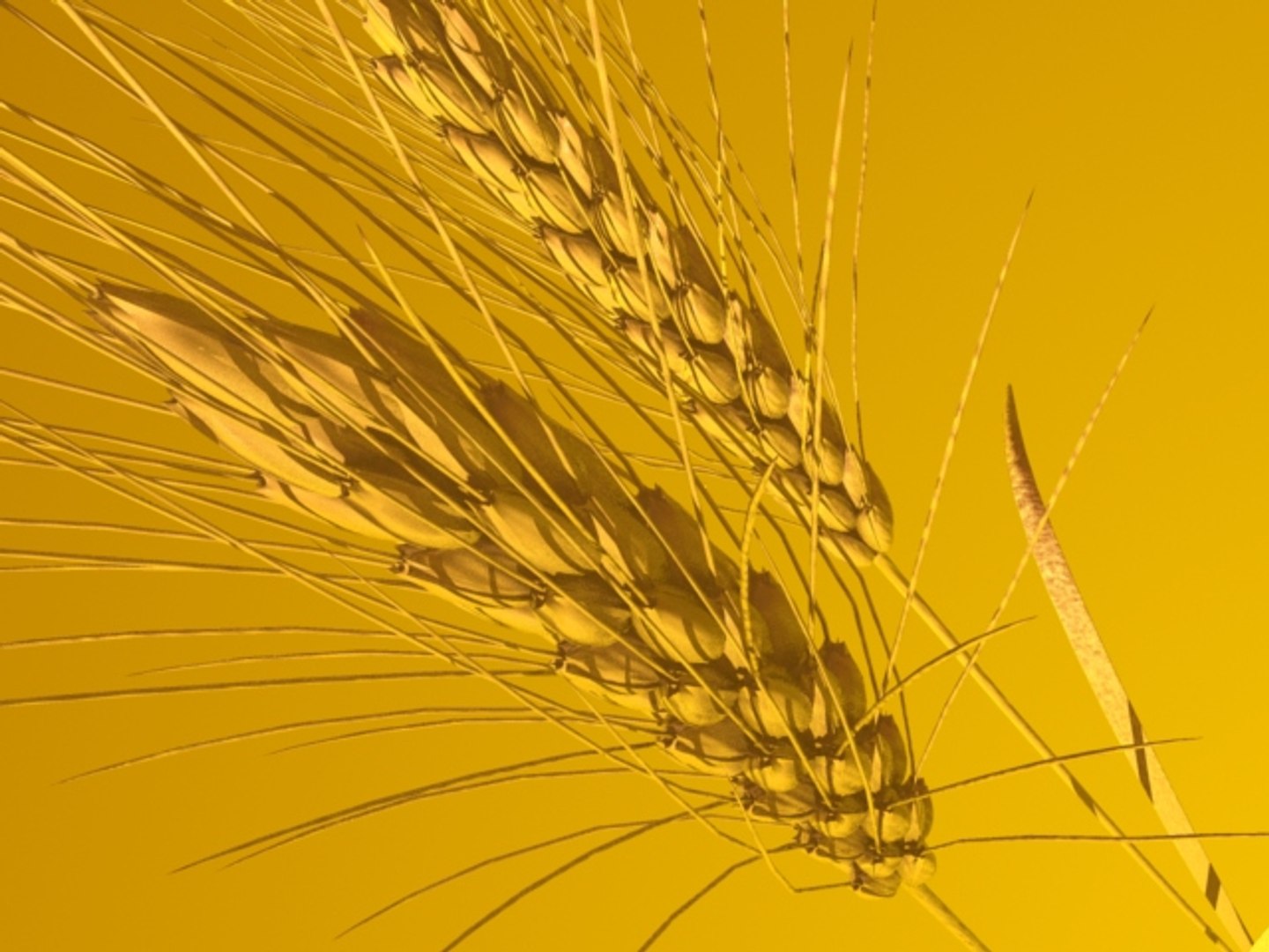 wheat ears 3d model https://p.turbosquid.com/ts-thumb/AK/t1xjga/kA3asQZC/wheatears8/jpg/1164647521/1920x1080/fit_q87/86d7c376092ea137e632dc3de0ac0411215f3a3a/wheatears8.jpg