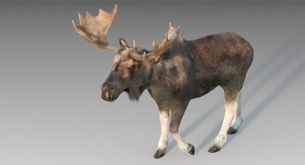 Adult moose fur 3D model - TurboSquid 1294007