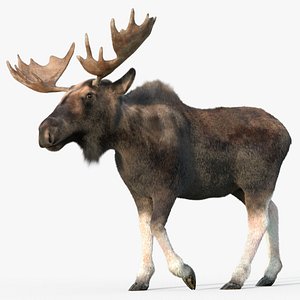 adult moose fur 3D model