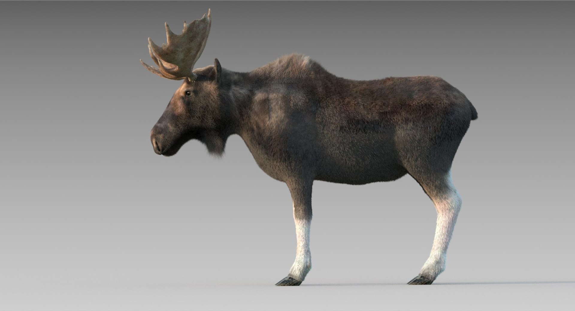 Adult Moose Fur 3D Model - TurboSquid 1294007