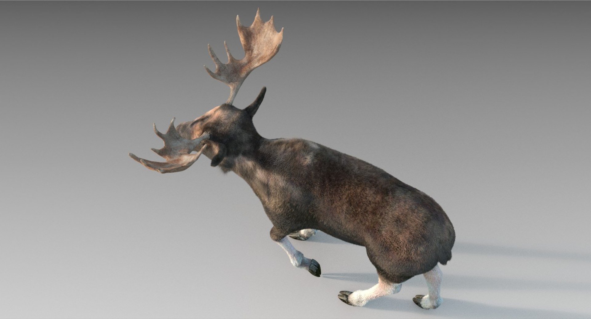 Adult Moose Fur 3D Model - TurboSquid 1294007