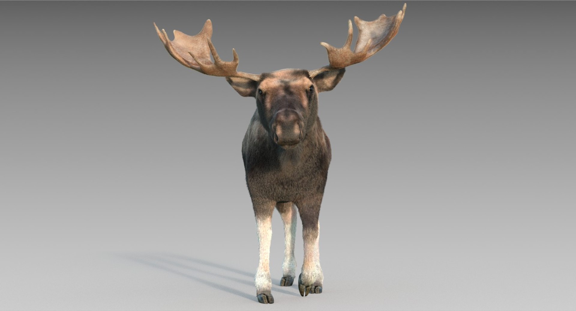 Adult Moose Fur 3D Model - TurboSquid 1294007