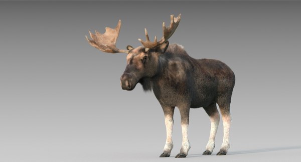 Adult moose fur 3D model - TurboSquid 1294007