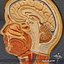 Human Head Anatomy
