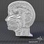 Human Head Anatomy