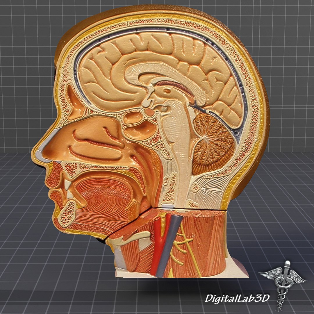 Human Head Anatomy Body 3ds