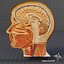 Human Head Anatomy