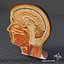 Human Head Anatomy