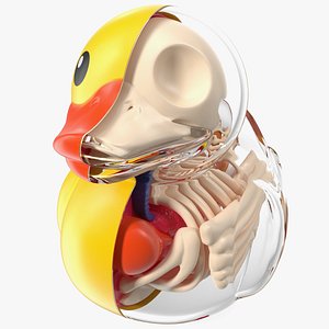 Bath Duck Anatomy Glass Half Shell