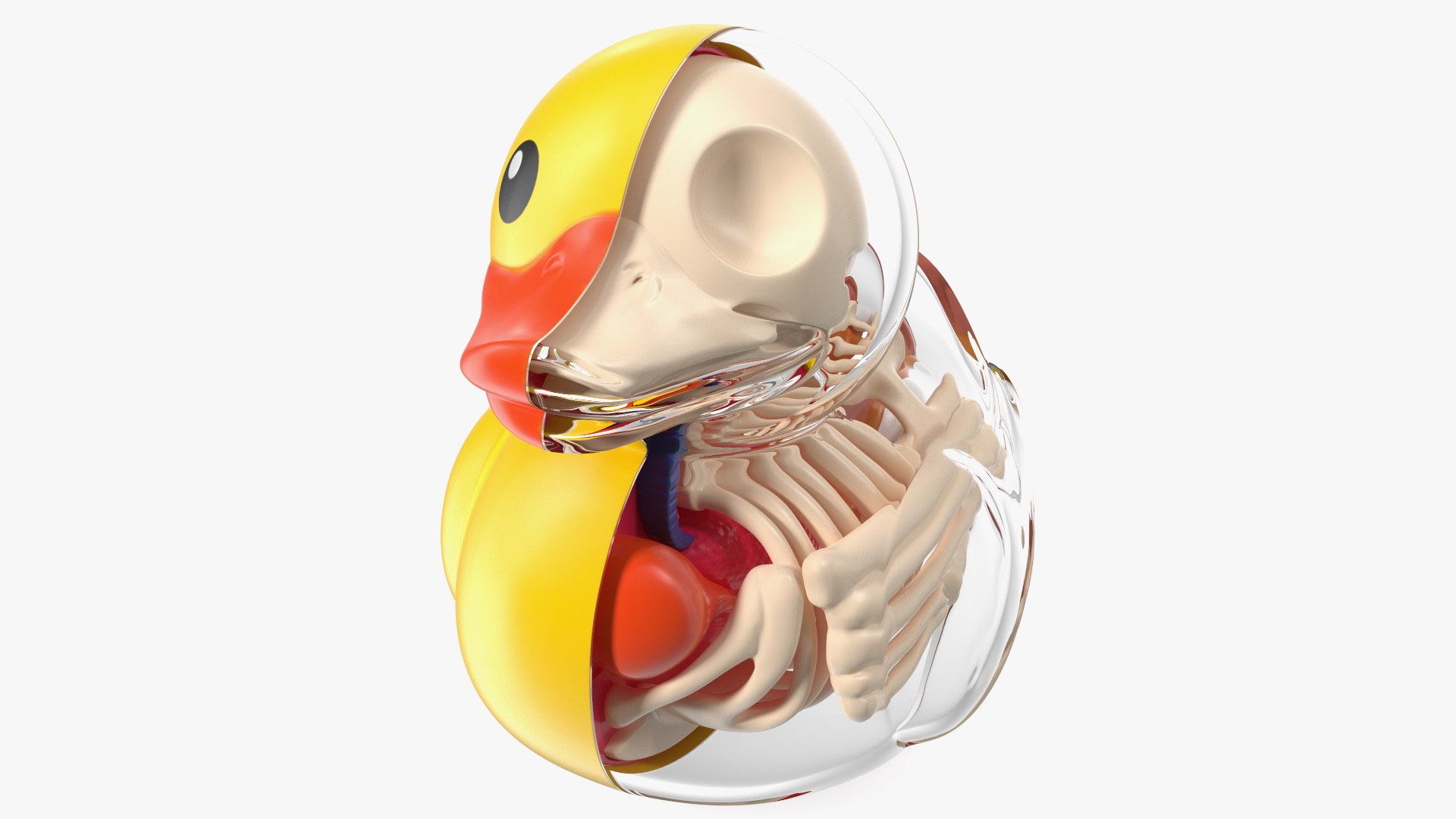 Bath Duck Anatomy Glass Half Shell 3D model preview