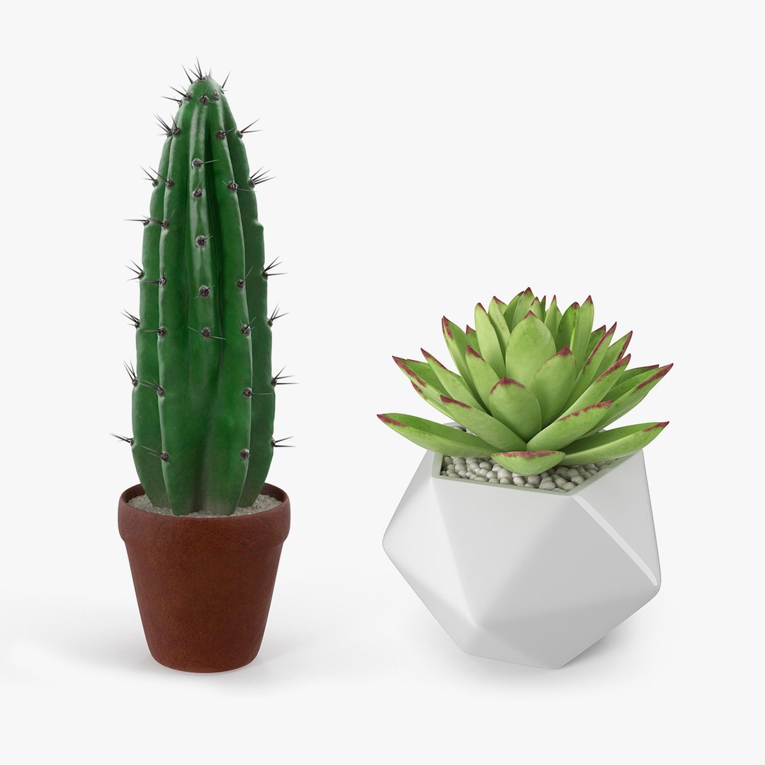 Succulents Collection 3D model preview