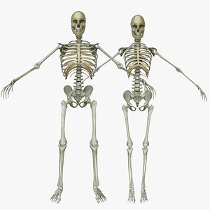 male human skeleton bone 3d max