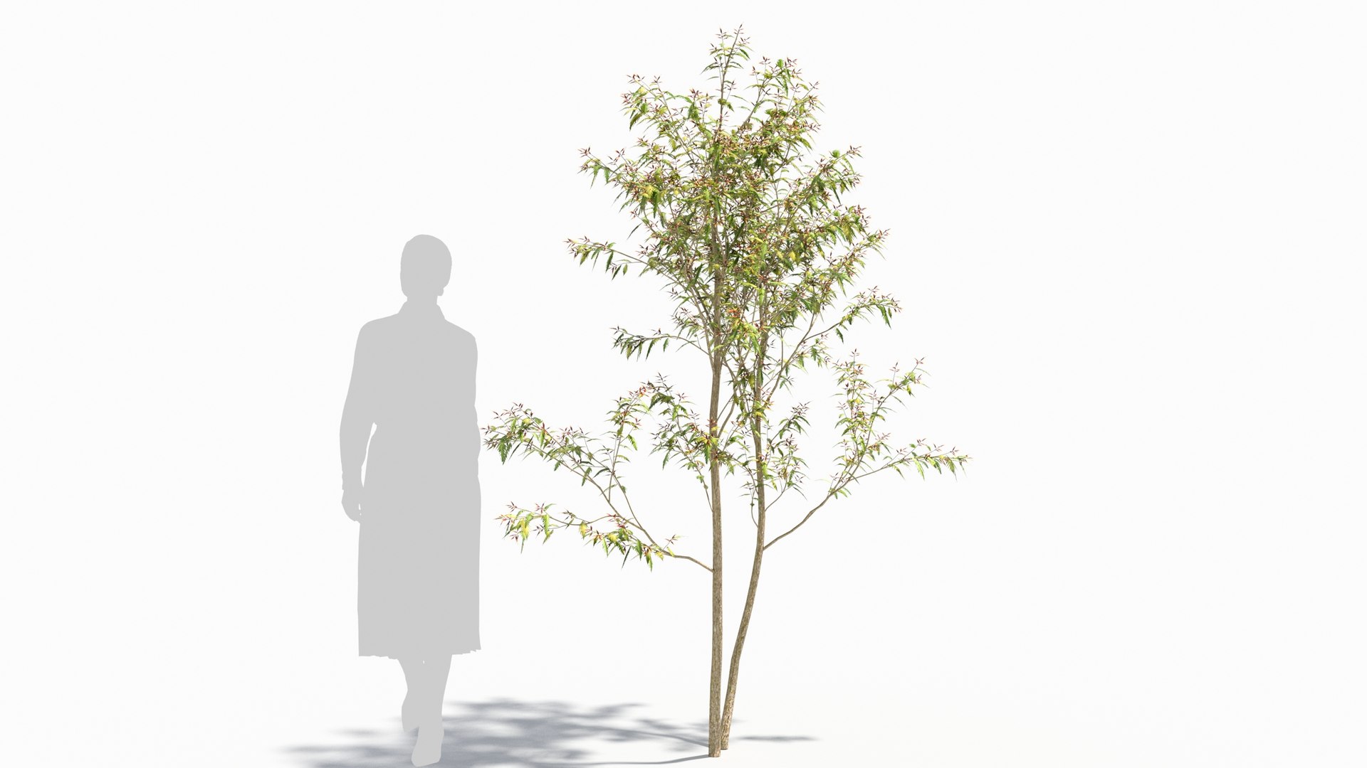 3D model Sambucus tree https://p.turbosquid.com/ts-thumb/AL/i9wO7m/40/sambucus29/jpg/1676256590/1920x1080/fit_q87/ea0549190db8dfeb2f61d6e998fd03aee03e4c42/sambucus29.jpg