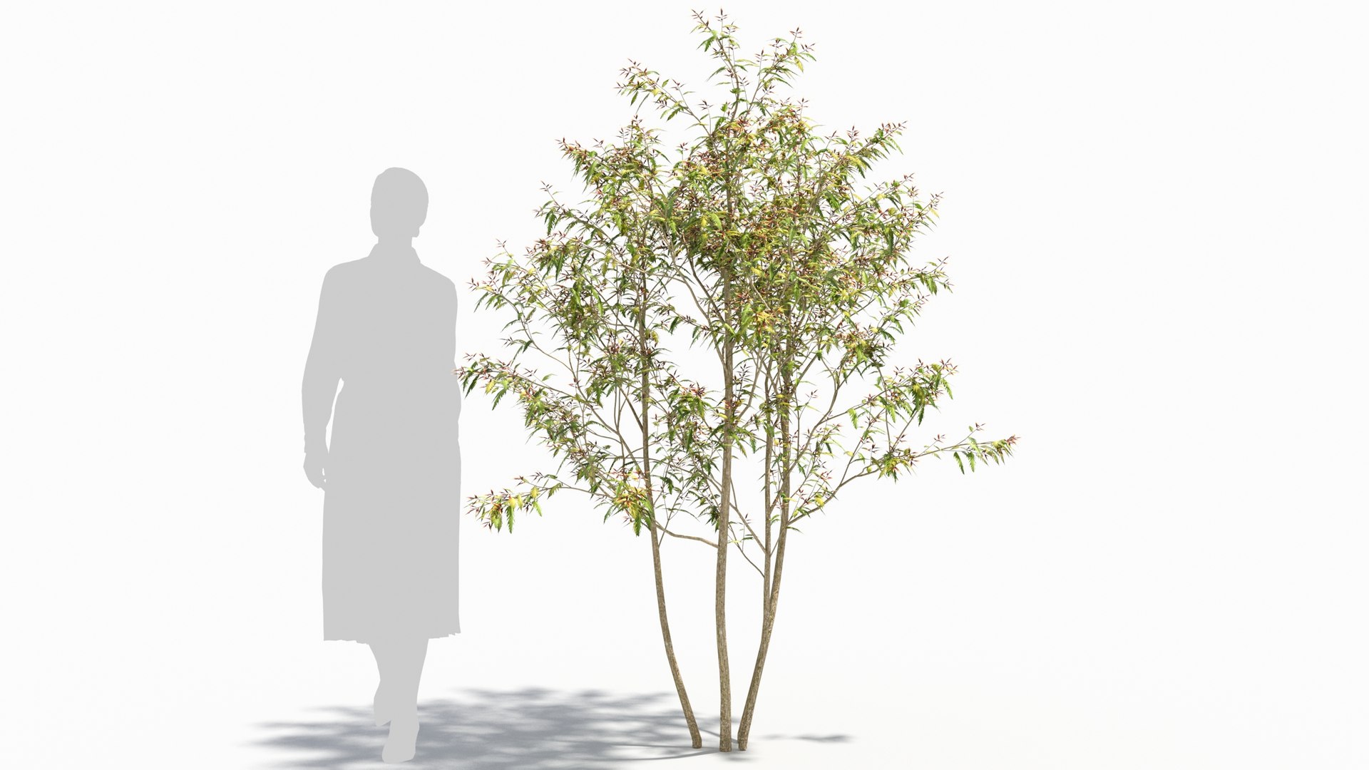 3D model Sambucus tree https://p.turbosquid.com/ts-thumb/AL/i9wO7m/A1/sambucus28/jpg/1676256589/1920x1080/fit_q87/3fdcc6977b4c94bbef6c493b2f5efc190a4dc83c/sambucus28.jpg