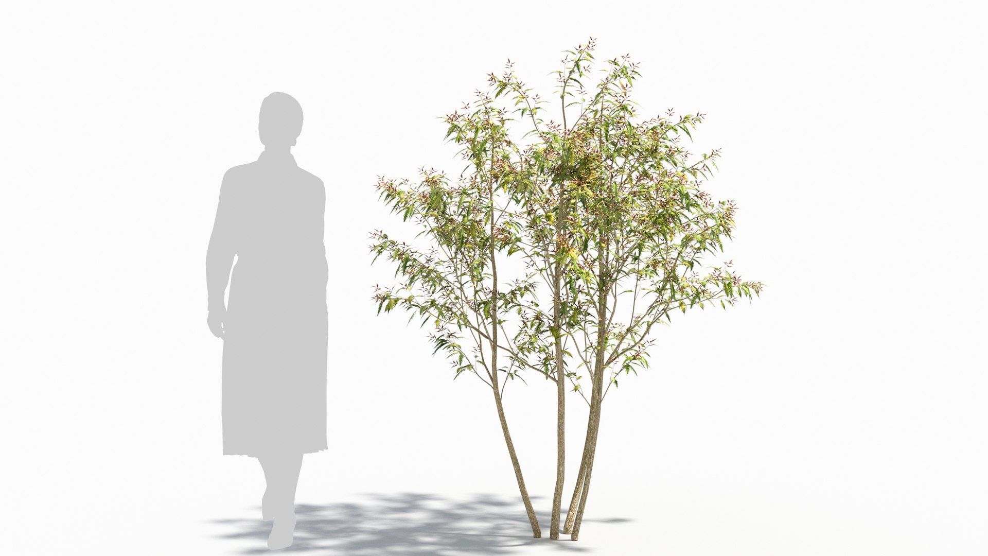 3D model Sambucus tree https://p.turbosquid.com/ts-thumb/AL/i9wO7m/dO/sambucus27/jpg/1676256589/1920x1080/fit_q87/4ffa24fe0dab894fd83ee8bb6cde9385f4955613/sambucus27.jpg