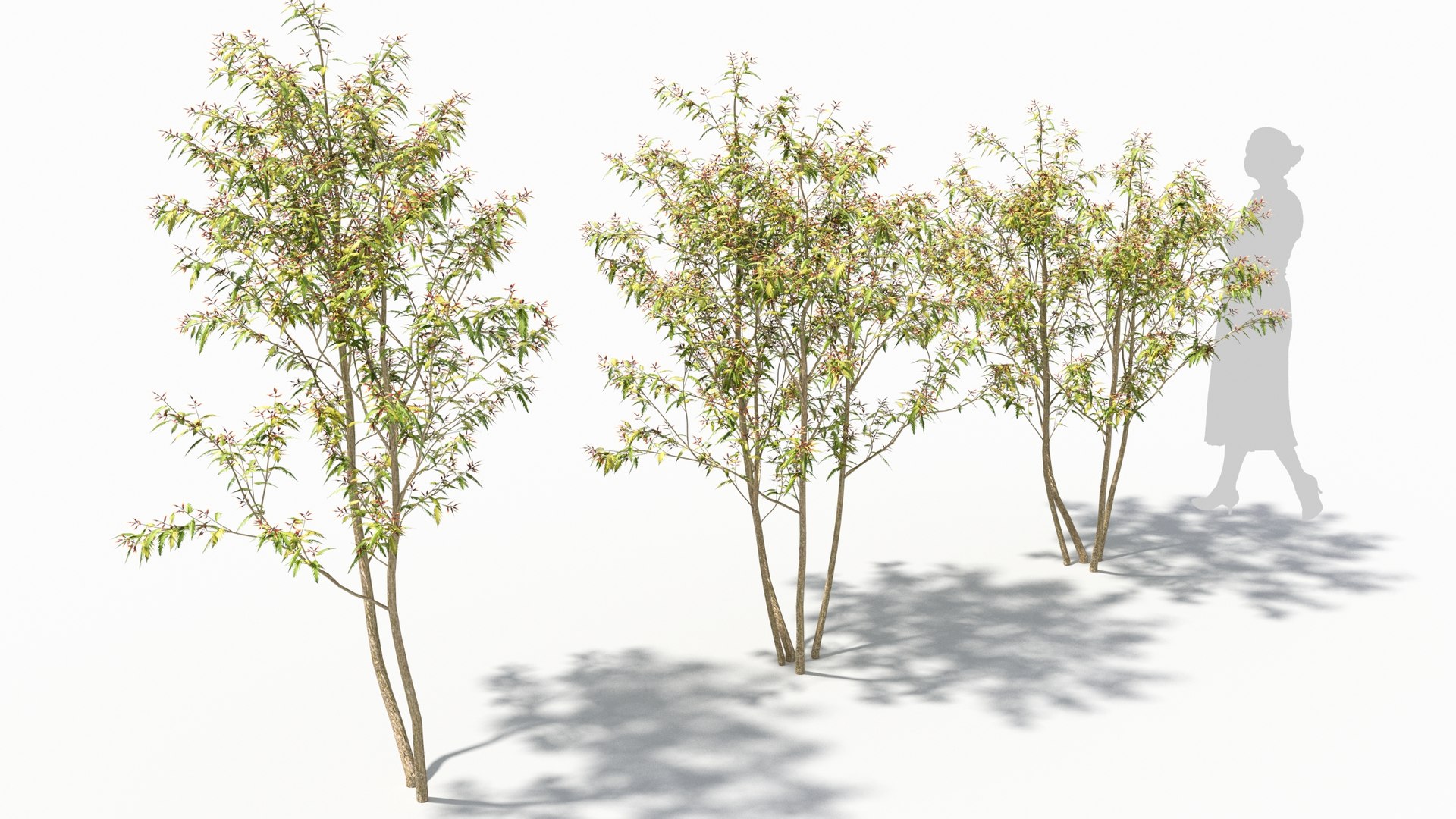 3D model Sambucus tree https://p.turbosquid.com/ts-thumb/AL/i9wO7m/eD/sambucus24/jpg/1676256588/1920x1080/fit_q87/663a9b15937cebb49dbed1c59abd10ca01990df3/sambucus24.jpg