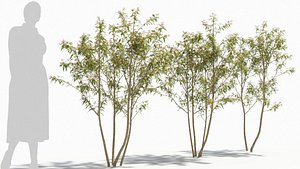 3D model Sambucus tree
