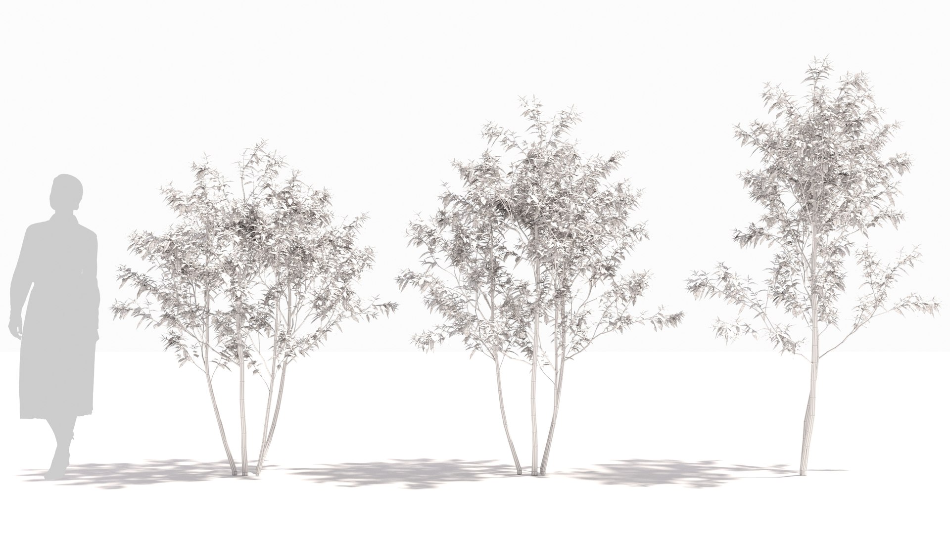 3D model Sambucus tree https://p.turbosquid.com/ts-thumb/AL/i9wO7m/lm/sambucus22/jpg/1676256586/1920x1080/fit_q87/78610ab6873efd74cbeaec57f9b8729e26d3ab0d/sambucus22.jpg