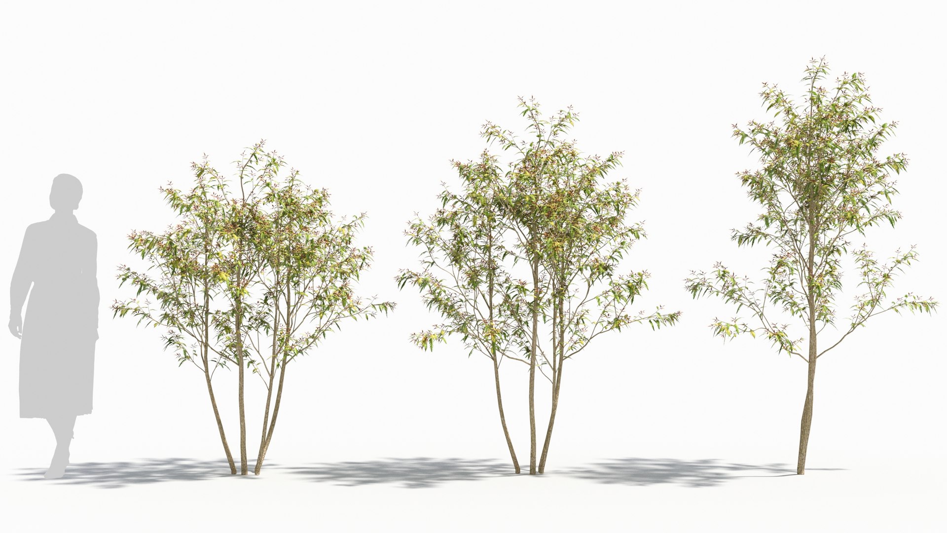 3D model Sambucus tree https://p.turbosquid.com/ts-thumb/AL/i9wO7m/sP/sambucus21/jpg/1676256586/1920x1080/fit_q87/c1bdfc38fe544ea8a8ad458b409a43688cb89504/sambucus21.jpg
