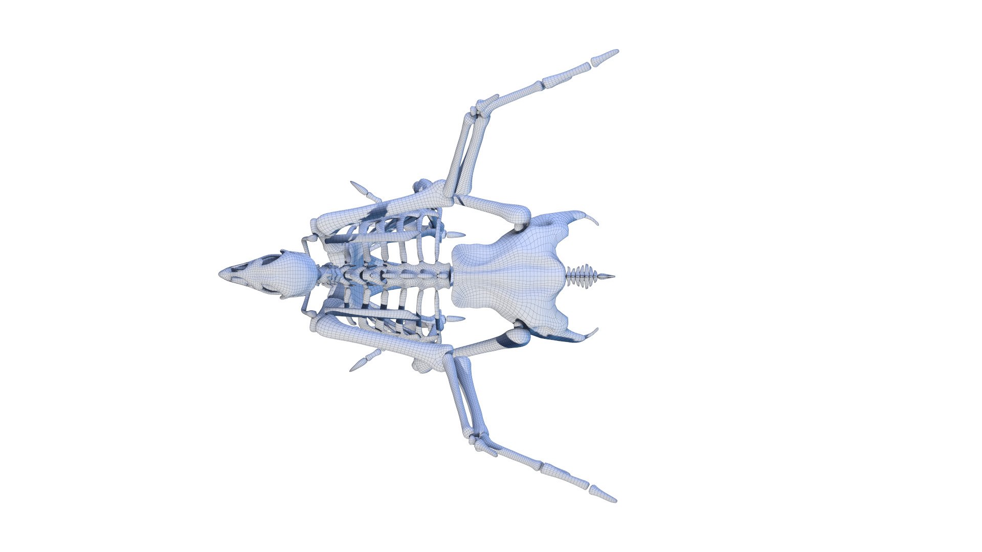 3D Chicken Body Skeleton and Muscles Static model https://p.turbosquid.com/ts-thumb/AL/iw7pRY/Cy/chicken_systems_wire_skel0008/jpg/1654967710/1920x1080/fit_q87/abecc6e6087a42720381021b3654e3800f9b6b13/chicken_systems_wire_skel0008.jpg