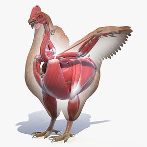 3D Chicken Body Skeleton and Muscles Static model