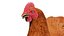 Esqueleto de cuerpo de pollo y músculos estáticos