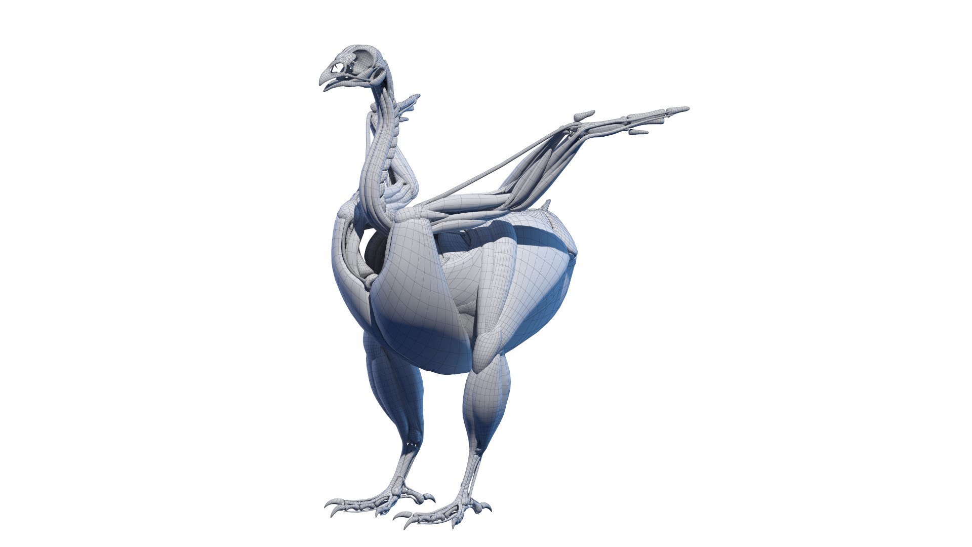3D Chicken Body Skeleton and Muscles Static model https://p.turbosquid.com/ts-thumb/AL/iw7pRY/vR/chicken_systems_wire_muscle0000/jpg/1654967734/1920x1080/fit_q87/d70d39604fbc9ed5c7c4a45a8b1f604fa28c28a5/chicken_systems_wire_muscle0000.jpg